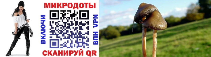 Купить  Славгород  Псилоцибиновые грибы Psilocybe 